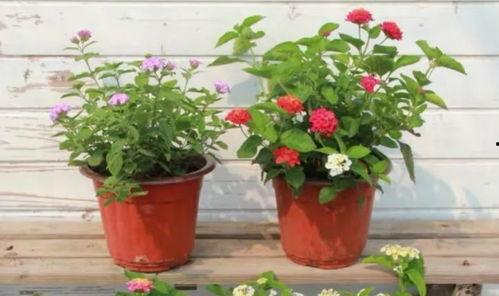 诸暨爆料媒体曝光视频最新,最新曝光视频揭露惊人真相 第3张 诸暨爆料媒体曝光视频最新,最新曝光视频揭露惊人真相 第3张